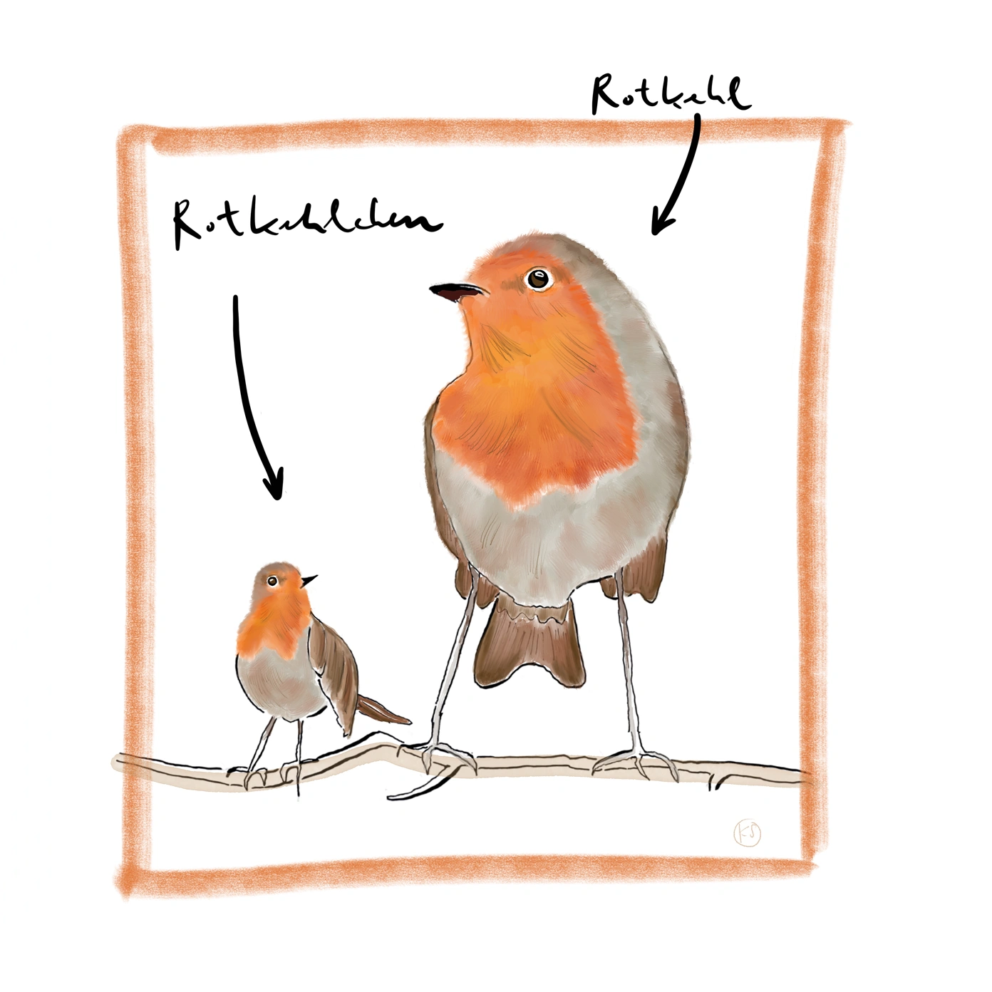 Rotkehl(chen)